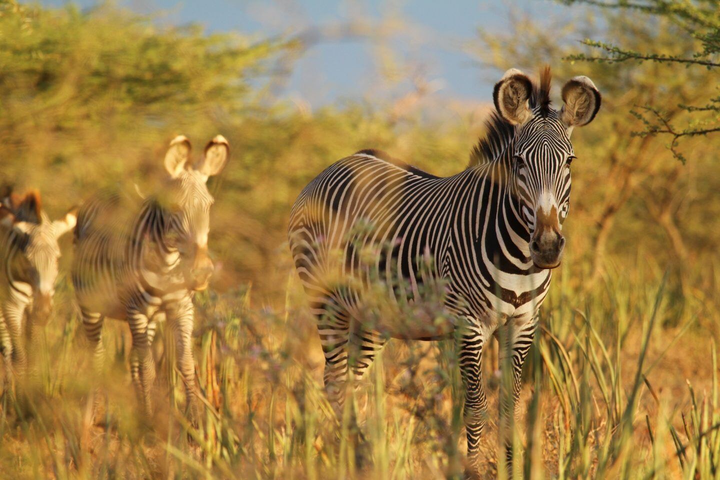 Grevy's zebra — the zebra is the symbol of EDS awareness